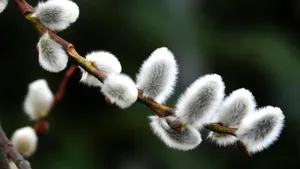 Pussy Willow Branches Wallpaper