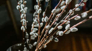 Pussy Willow Branches Wallpaper
