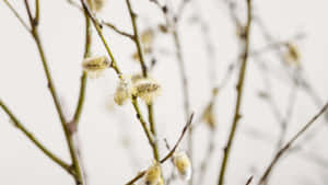 Pussy Willow Branches Wallpaper