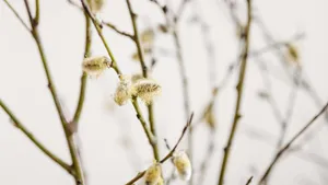 Pussy Willow Branches Wallpaper