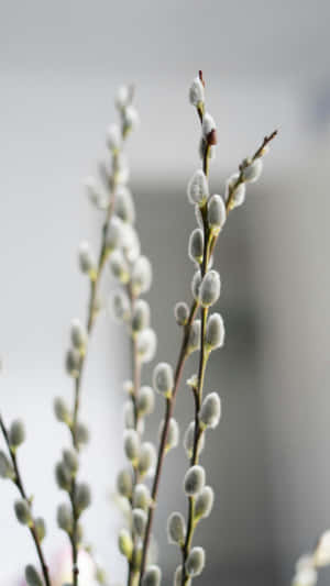 Pussy Willow Branches Wallpaper