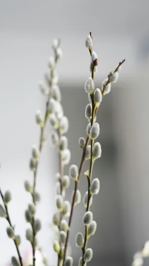 Pussy Willow Branches Wallpaper