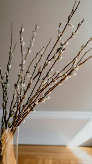 Pussy Willow Branches Vase Wallpaper