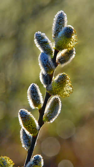 Pussy Willow Catkins Bloom Wallpaper