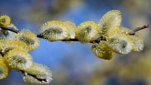 Pussy Willow Catkins Bloom Wallpaper