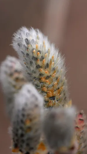 Pussy Willow Catkins Close Up Wallpaper