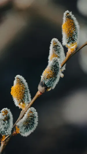 Pussy Willow Catkins Closeup Wallpaper