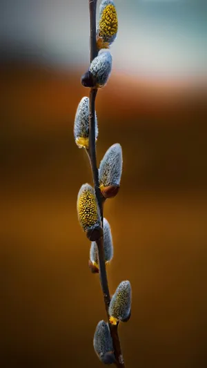 Pussy Willow Catkins Closeup Wallpaper