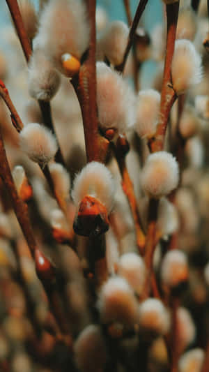 Pussy Willow Close Up Wallpaper