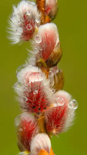 Pussy Willow Close Up Wallpaper