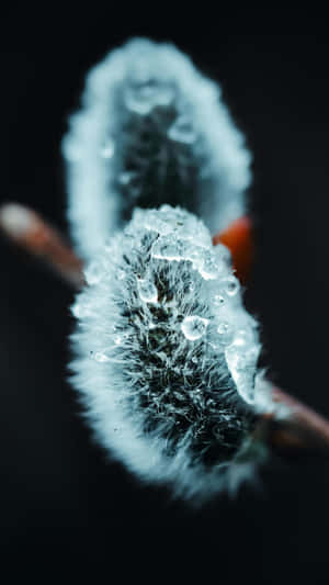 Pussy Willow Close Up Wallpaper