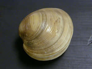 Quahog Clam Shellon Dark Surface Wallpaper