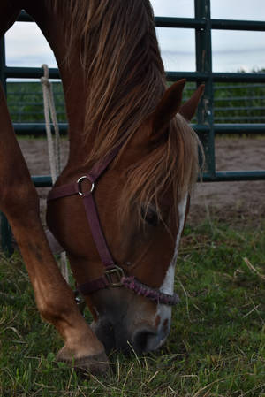 Quarter Horse Face Side-profile Wallpaper