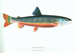 Quebec Red Trout Wallpaper