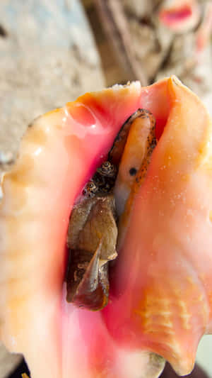 Queen Conch Close Up Wallpaper