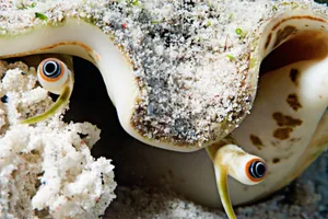 Queen Conch Close Up Eyes Wallpaper