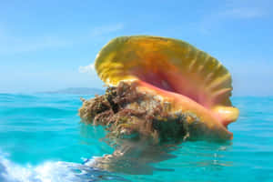 Queen Conch Emergingfrom Crystal Blue Water Wallpaper