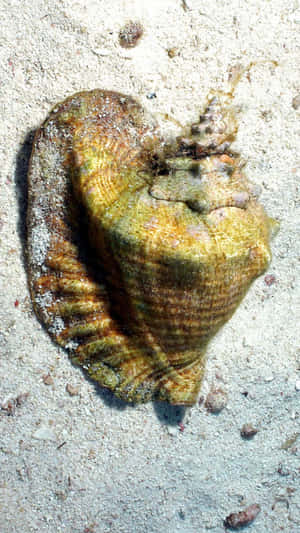 Queen Conch On Sandy Bottom.jpg Wallpaper