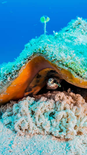 Queen Conch Peeking Out Underwater Wallpaper