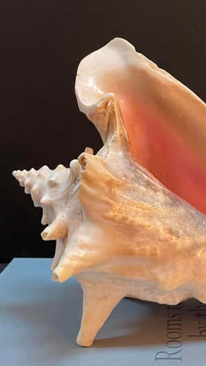 Queen Conch Shell Closeup Wallpaper