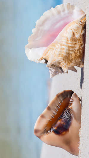 Queen Conch Shell Reflection Wallpaper