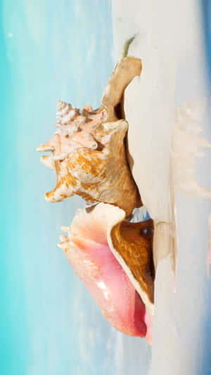 Queen Conch Shellon Edge Wallpaper