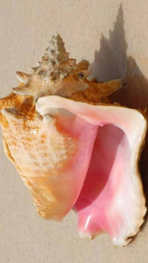 Queen Conch Shellon Sand Wallpaper