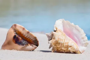 Queen Conch Shellson Beach Wallpaper