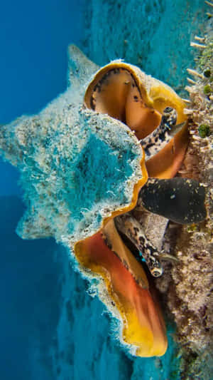 Queen Conch Underwater Beauty Wallpaper