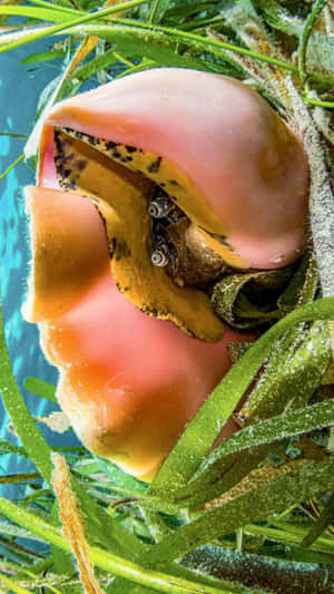 Queen Conch Underwater Habitat Wallpaper