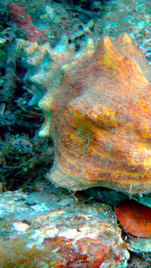 Queen Conch Underwater Habitat.jpg Wallpaper