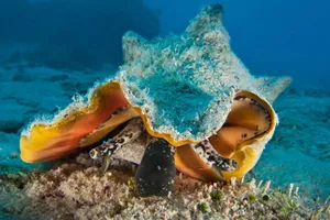 Queen Conch Underwater Habitat.jpg Wallpaper