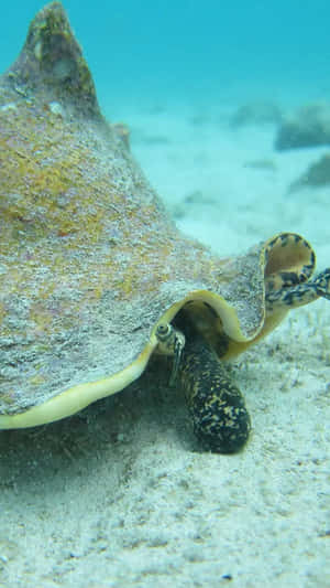 Queen Conch Underwater Portrait Wallpaper