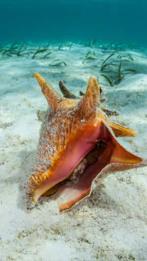 Queen Conch Underwater Sandy Bottom Wallpaper