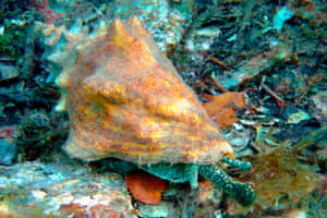 Queen Conchin Natural Habitat Wallpaper