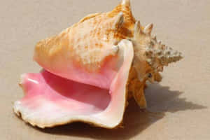 Queen Conchon Sand Wallpaper