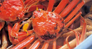 Queen Crab Closeup Wallpaper