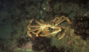 Queen Crabin Natural Habitat Wallpaper