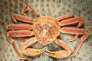 Queen Crabon Textured Surface Wallpaper