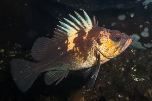 Quillback Rockfish Underwater Wallpaper