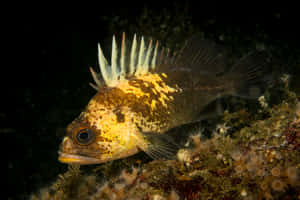 Quillback Rockfish Underwater Wallpaper