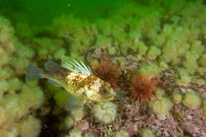 Quillback Rockfish Underwater Wallpaper