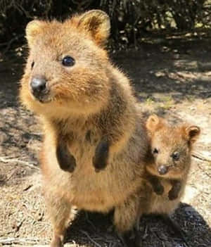 Quokkaand Joey Australian Wildlife Wallpaper