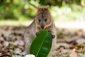 Quokkawith Leaf Nature Photo Wallpaper