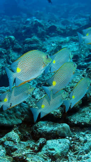 Rabbitfish School Underwater Wallpaper