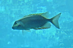 Rabbitfish Swimming Underwater Wallpaper