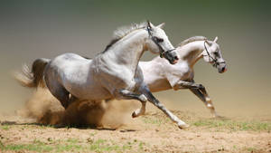 Race Of The White Horses Wallpaper