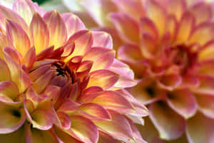 Radiant Close-up Of Yellow And Red Dahlia Flowers Wallpaper