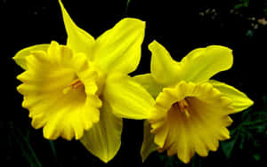 Radiant Yellow Daffodils In Full Bloom Wallpaper