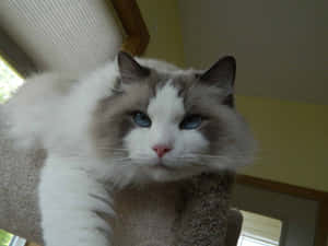 Ragdoll Cat Lounging In Cozy Interior Wallpaper